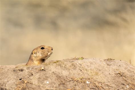 Marmot Looking Out Free Stock Photo Public Domain Pictures