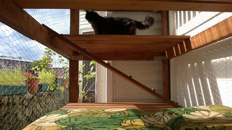 Zt Bonkers Enjoying The Outdoor Cat Enclosure Catio Orbited By