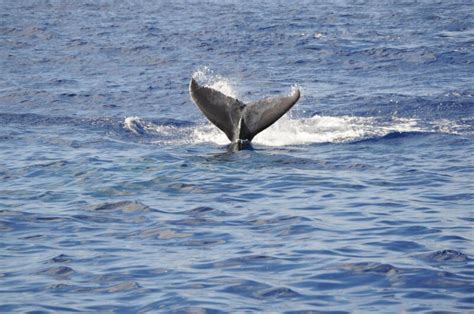 Whale Watching on Maui with Pacific Whale Foundation - Appetites Abroad