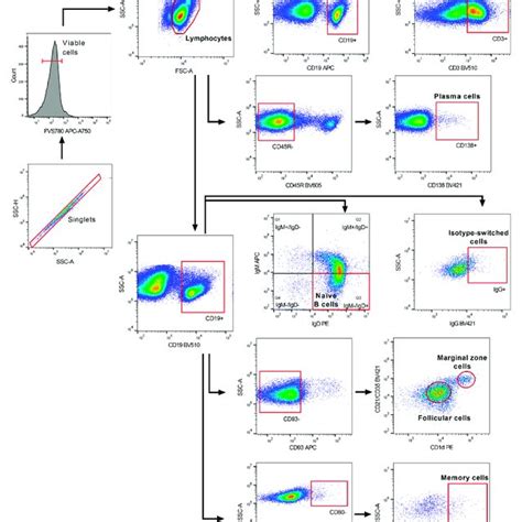 Representative Flow Cytometric Gating Strategy For The Analysis Of B