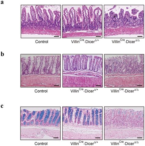 A Hematoxylin And Eosin Staining Of Small Intestine Tissues Mm