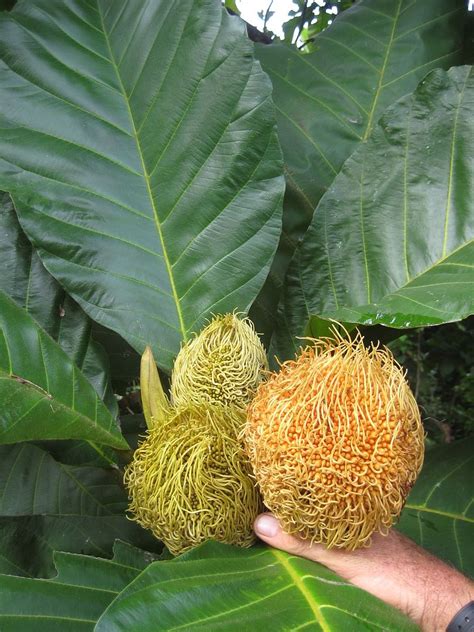 Pedalai Artocarpus Sericicarpus The Holy Grail Of Borneo Fruits Live