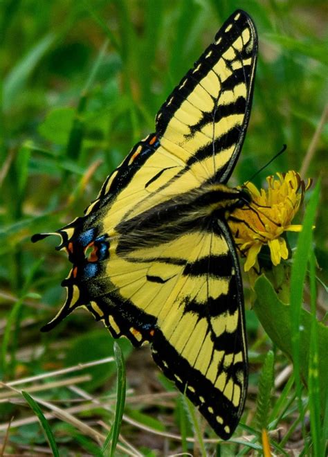 Yellow And Black Butterflies Identification