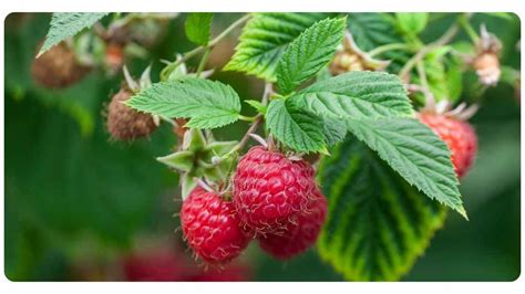 3 Raspberry Leaf Benefits: Dosage & Safety | The Botanical Institute