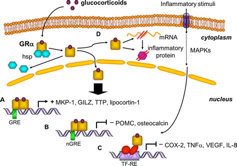 Molecular Mechanisms Of Glucocorticoid Action After Crossing The Cell