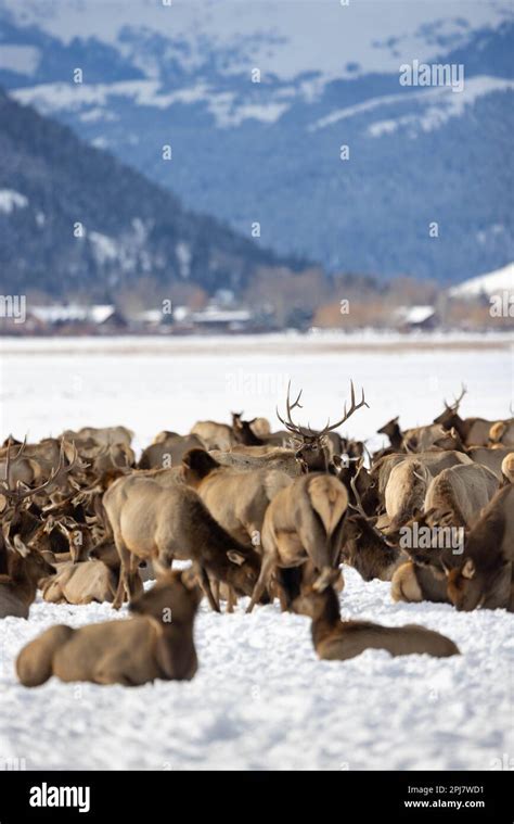 An elk herd standing below the town of Jackson and distant mountains. National Elk Refuge ...