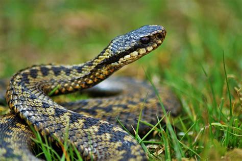 Vipera Italiana Come Riconoscerla E Cosa Fare Se Ci Morde