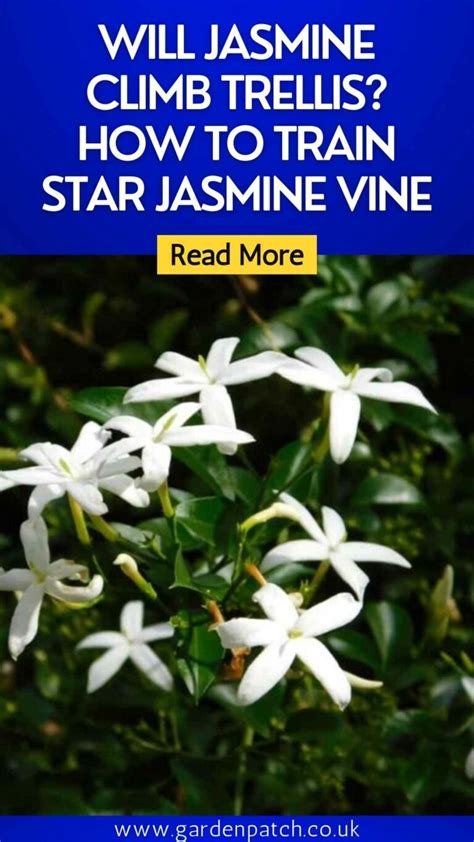 Will Jasmine Climb Trellis How To Train Star Jasmine Vine