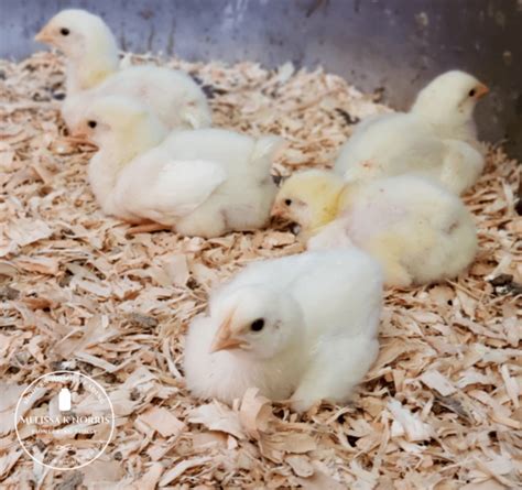 10 Tips On Raising Chickens For Meat