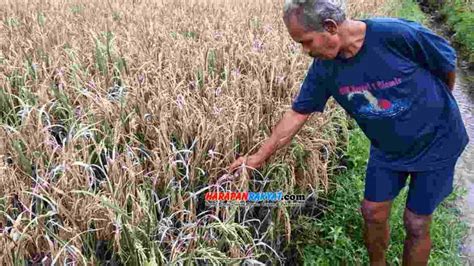 Diserang Hama Wereng Petani Di Sindangrasa Ciamis Gagal Panen