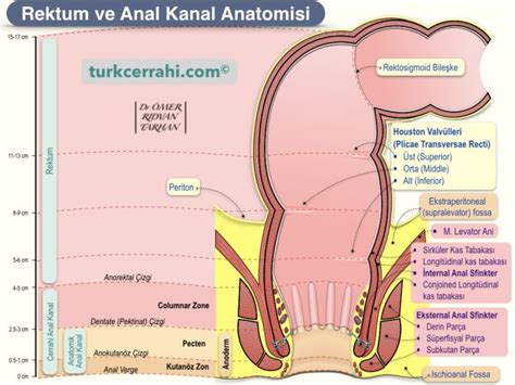 Rektum Ve Anal Kanal Anatomisi Turkcerrahi