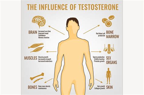 Testosterone Effects Testosterone Collagen Growth Improve Mood