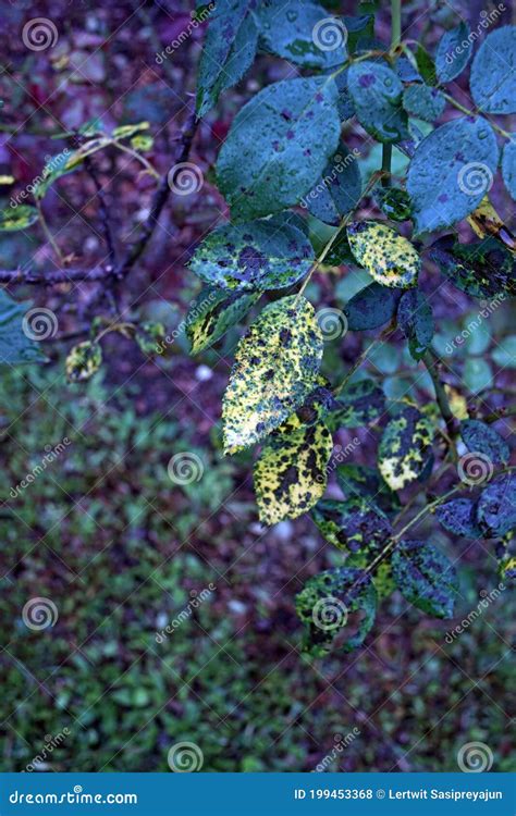 Rose Disease, Black Spot from Fungus Stock Photo - Image of green ...