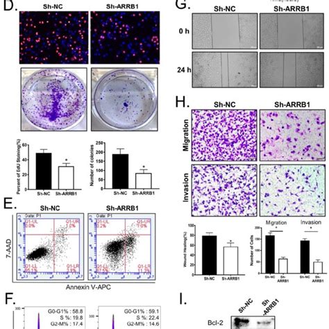 Loss Of Arrb Restrained Tak And Attenuated Pathway Activity In Gbc