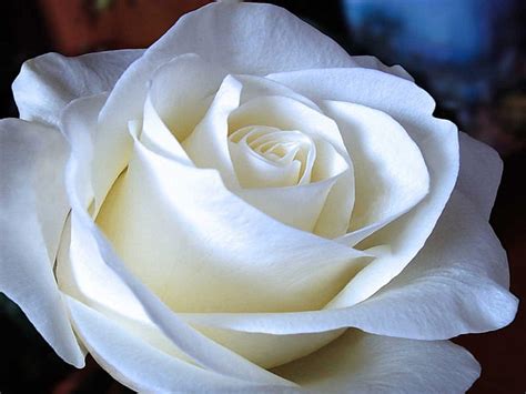 White Love Rose Flower Pictures Best Flower Site