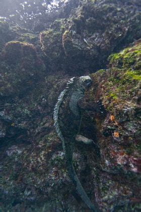 Endemic Galapagos Marine Iguana Amblyrhynchus Cristatus Editorial Stock