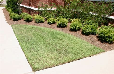 Palisades Zoysia