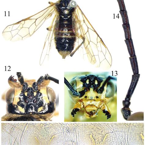 Tyloceridius Dorsatus Mocsáry 1883 Female 11 Adult Dorsal View 12 Download Scientific