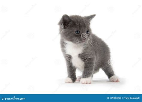 Cute gray and white kitten stock image. Image of mammal - 179064253