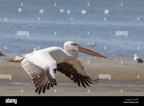 Great White Pelican Pelecanus Onocrotalus Stock Photo Alamy