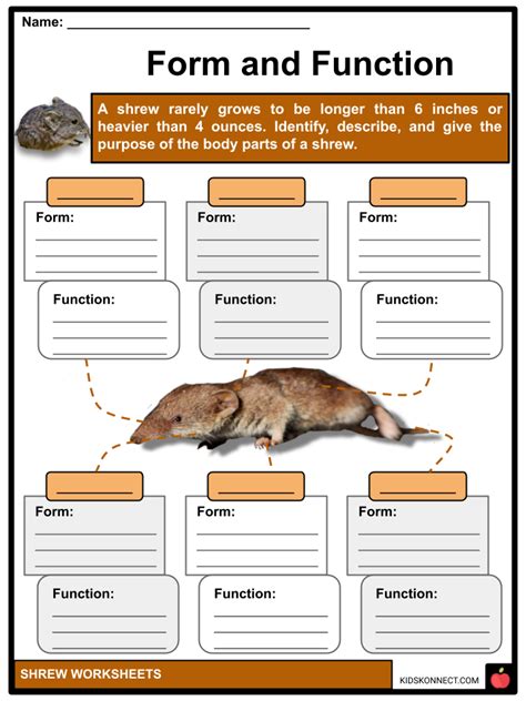 Shrew Worksheets & Facts | Characteristics, Species, Habitat