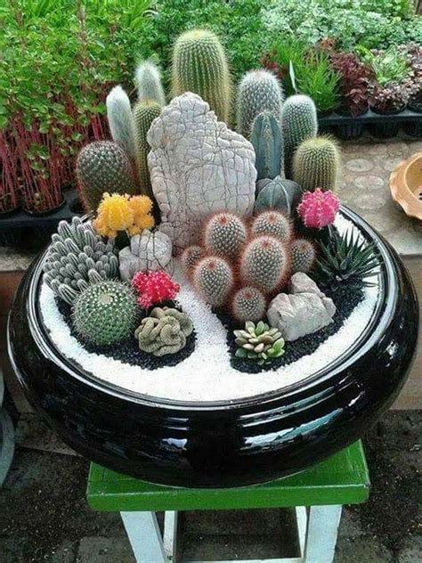 10+ Indoor Cactus Garden Ideas