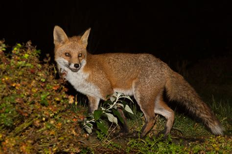 The Complete Fox of the Day/3011142811130209 