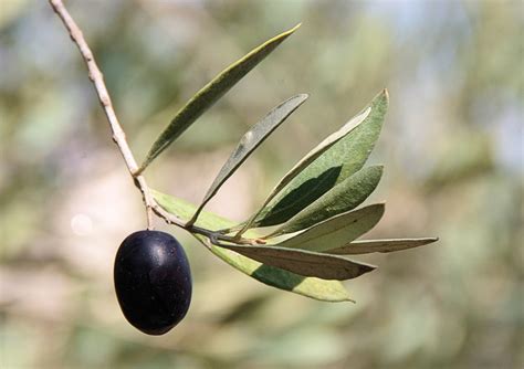 Black Olive Tree Care Everything You Need To Know