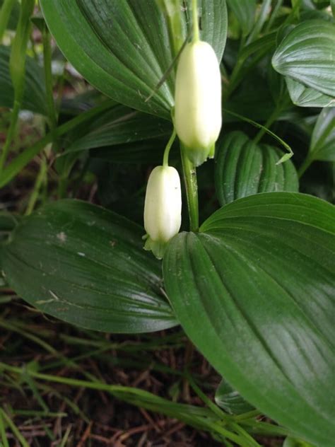 Купена приземистая (Poligonatum humile)