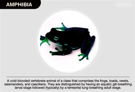 Amphibia Characteristics Classification And Examples