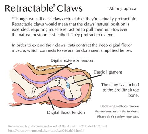 Science Fact Friday: Retractable Claws by Alithographica on DeviantArt