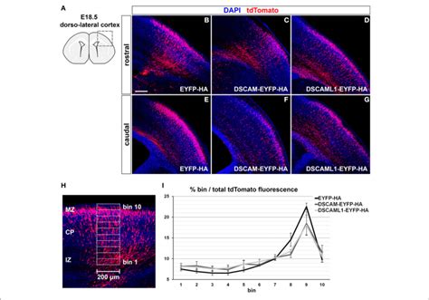 Effect Of DSCAM And DSCAML1 In Vivo Gain Of Function In Cortical