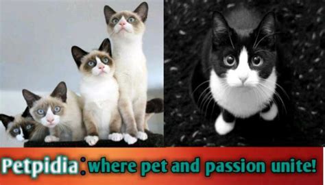 Snowshoe Cat Colors Black And White | Breed Information 2024