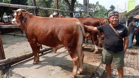 Harga Menjelang Kurban Sapi Pak Prio Pasar Hewan Muntilan Youtube