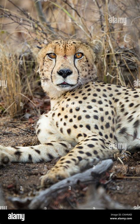 A Cheetah Lying Down Looking At Camera Stock Photo Alamy