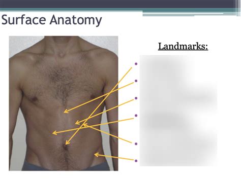 Surface Anatomy Of Abdomen Diagram Quizlet Hot Sex Picture