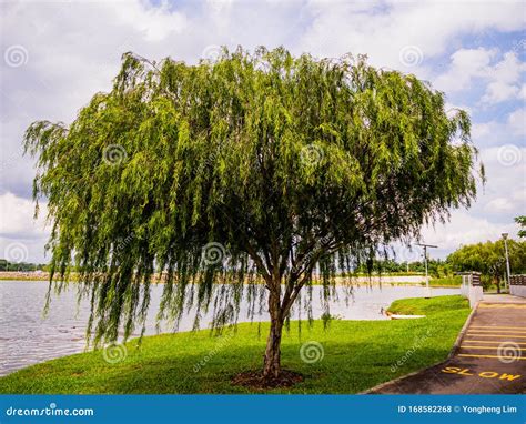 A Large Willow Weeping Willow Tree By The Water In A Nature Park In