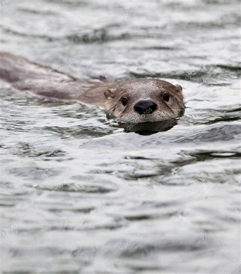 nutria europea Lutra lutra también conocida como nutria euroasiática