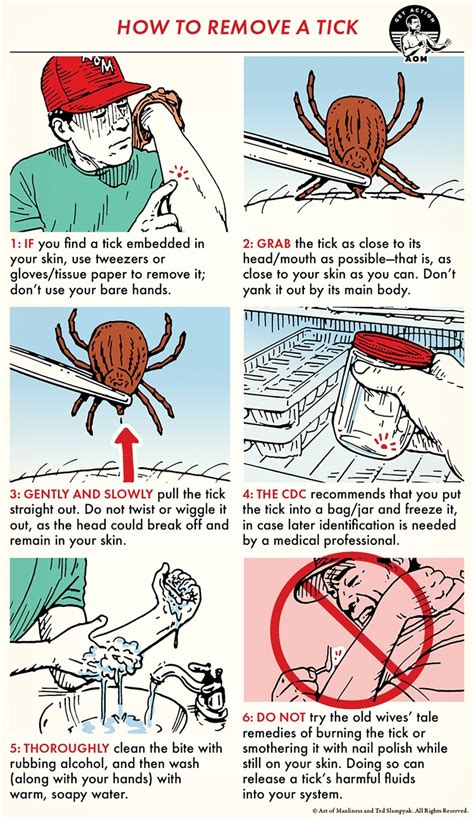 How To Remove A Tick An Illustrated Guide The Art Of Manliness