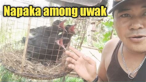 Tatlong Uwak Na Inakay Youtube