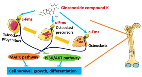 IJMS Free Full Text Biochemical Targets And Molecular Mechanism Of