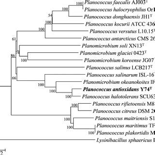 Neighbor Joining Phylogenetic Tree Based On Concatenated