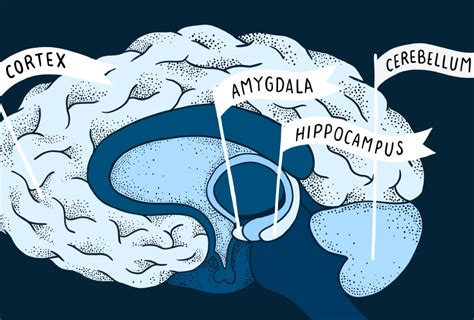 Brain Structure Changes In Autism Explained Spectrum Autism