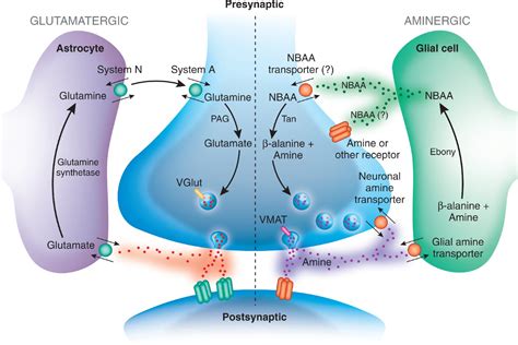 Glial Cell Regulation Of Neurotransmission And Behavior In Drosophila Neuron Glia Biology