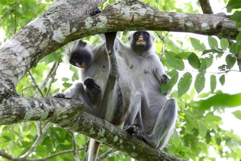 Tripadvisor Tage Wandererlebnis In Den Usambara Bergen Zur