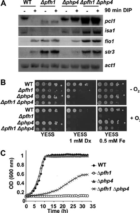 Transcriptome Of Pfh1 Mimics That Of Grx4 Fep1 Cells A Northern