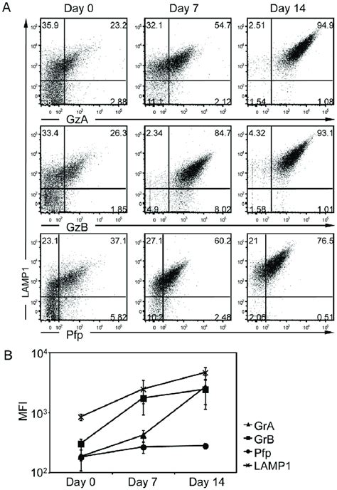 Stepwise Maturation Of Lytic Granules Along Ctl Differentiation A