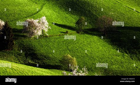 St Margen Baden Wurttemberg Schwarzwald Hi Res Stock Photography And