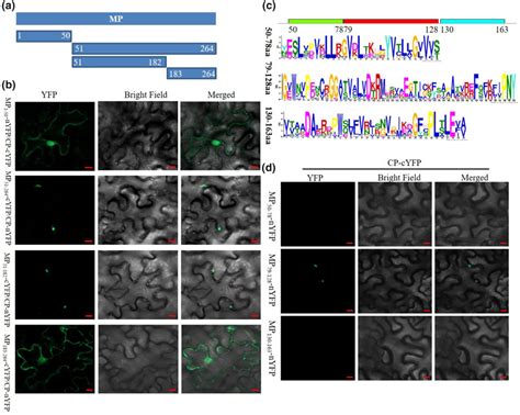 Identification Of The Movement Proteincoat Protein Mpcp Interacting