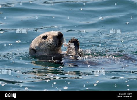 Monterey sea otter eating hi-res stock photography and images - Alamy